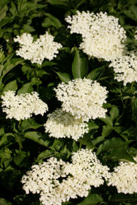 Bild von Sambucus